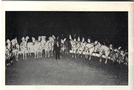 Fred Petoletti presenting the 24 Lipizans of Circus Williams