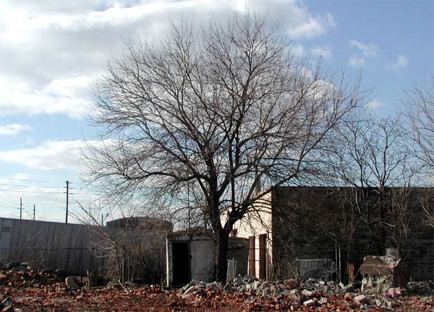 The last house standing on Arlington Street, February 7, 2004