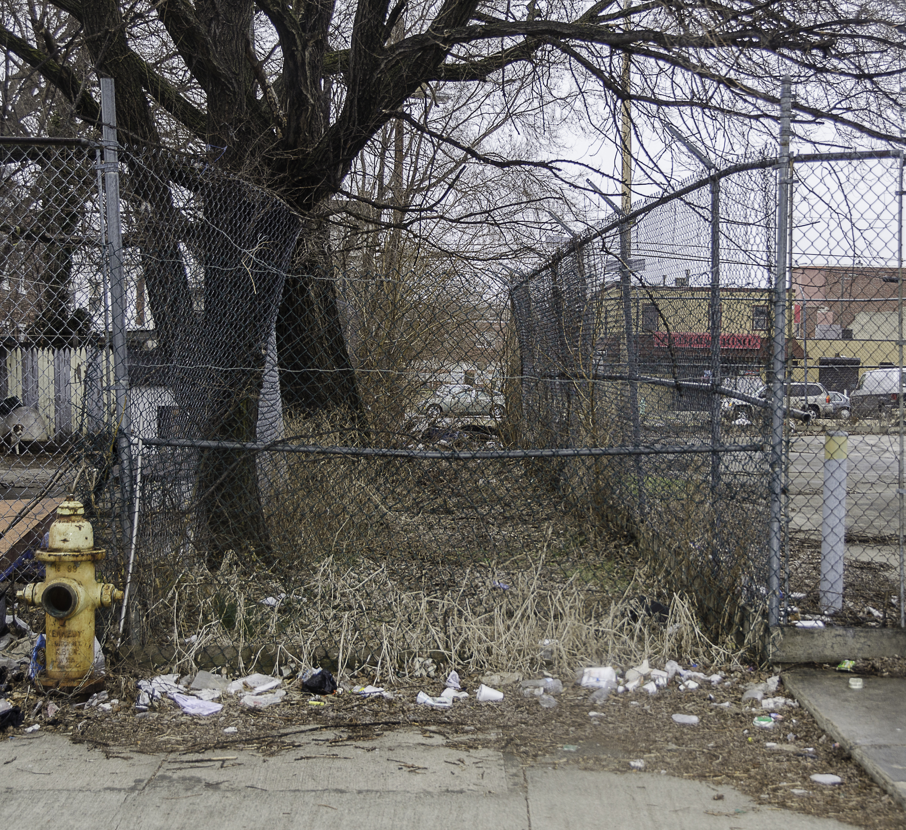 Looking North on Coates Alley from Cherry Street, March 19, 2014