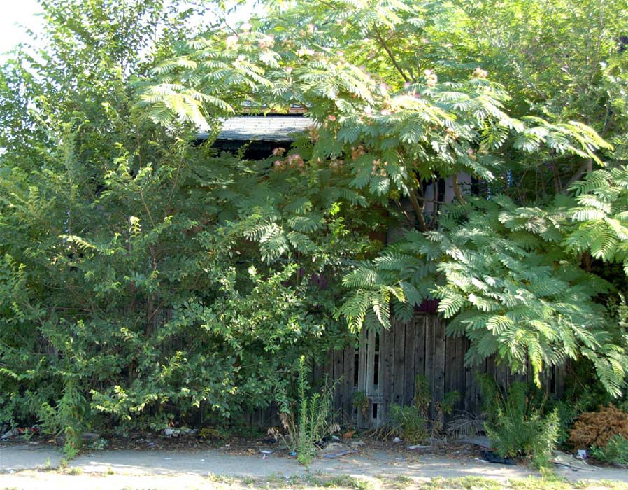 805 Fairview Street, July 2, 2011