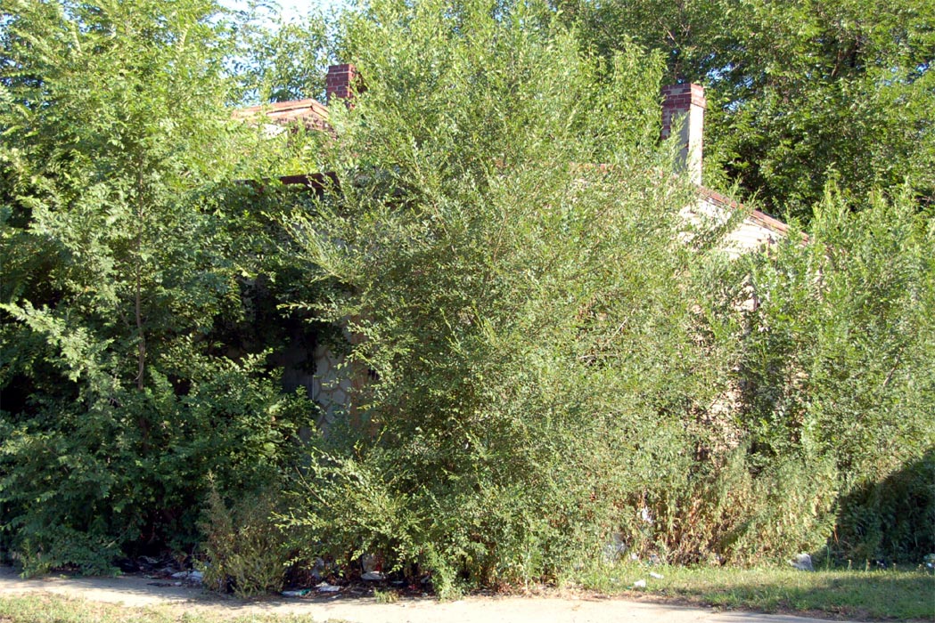 809 Fairview Street, July 2, 2011