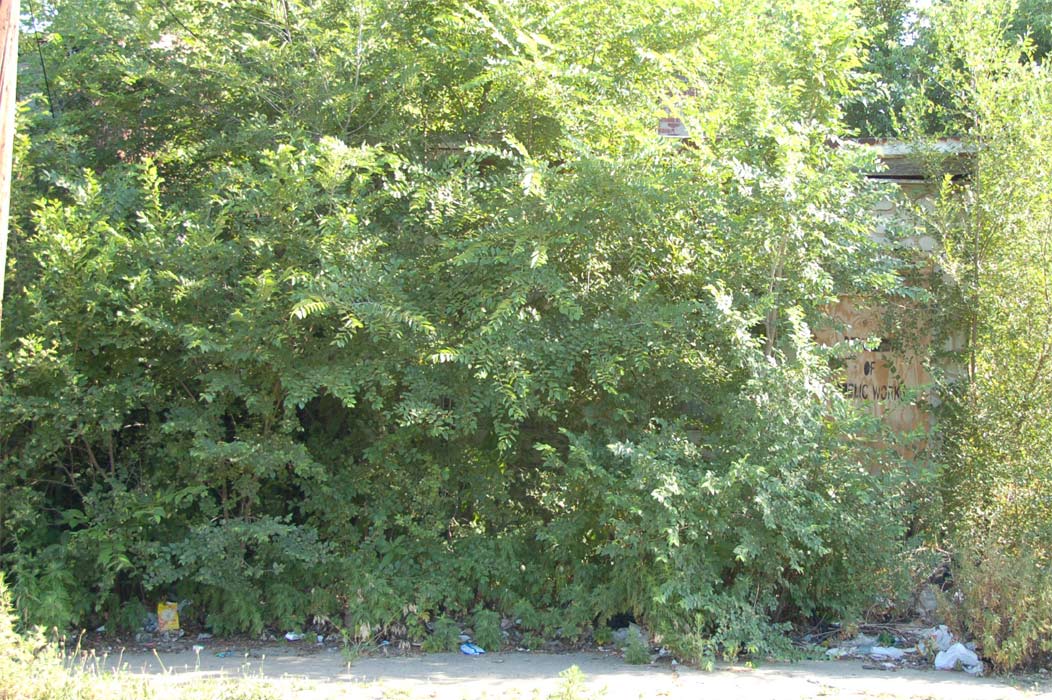 809 Fairview Street, July 2, 2011