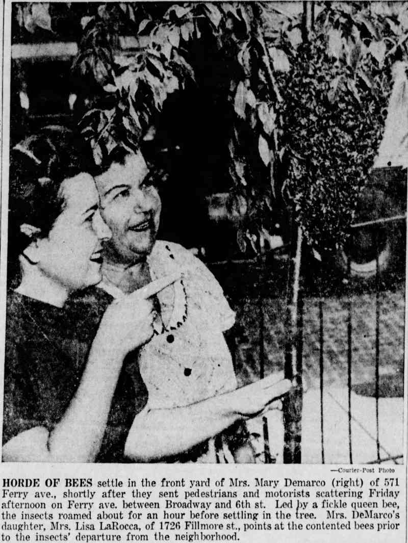 Newspaper photo: horde of bees settle in the front yard of 371 Ferry Avenue, June 1955