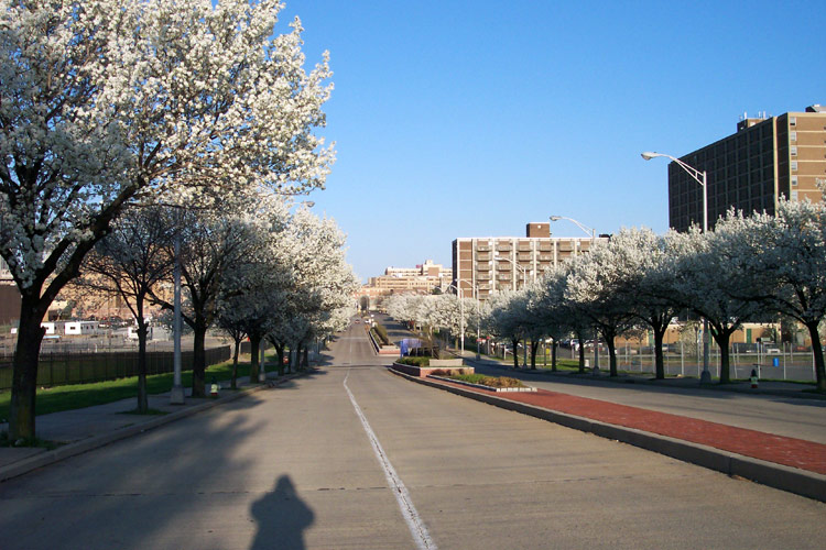 Unit Block of Mickle Street, April 2005, photo by Craig Campbell