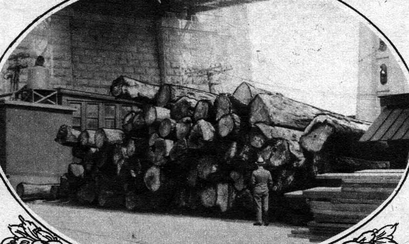 Lot of white oak logs suitable for ship and heavy construction, David Baird Company, 1926