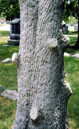 Thoirs family gravesite, Harleigh Cemetery, Camden NJ