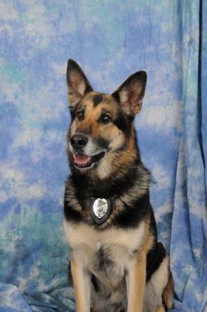 Cherry Hill K-9 Franko