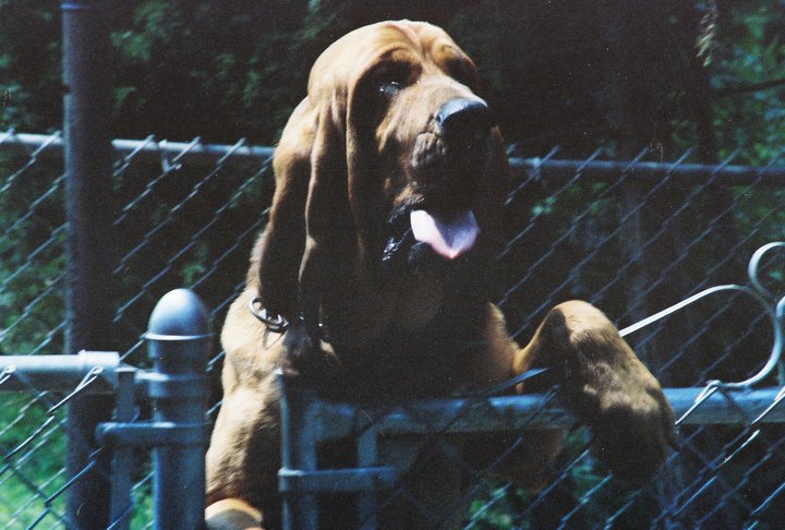 Bayou the Bloodhound, K-9 Unit. Handler: Chris Yeager.