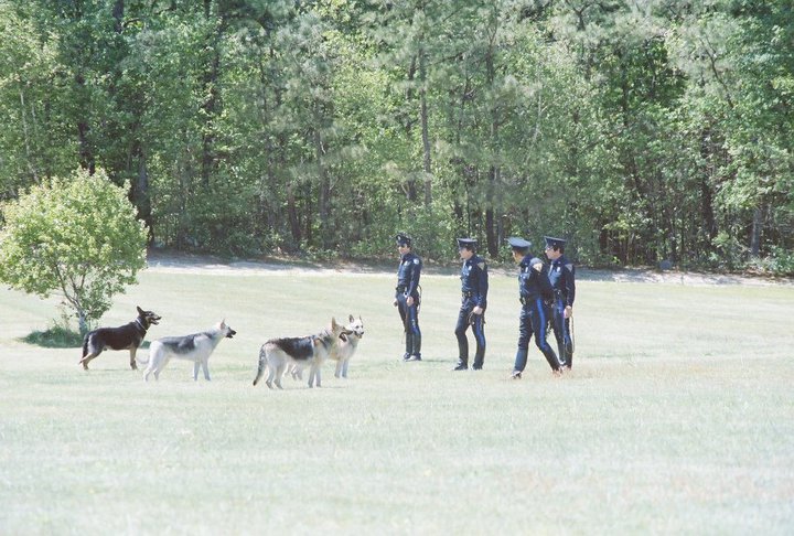 Officers Nelson, Yeager, Forsyth, and Kenuk and their dogs, performing obedience training