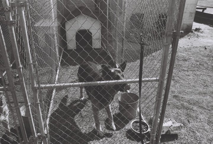 Dog runs before concrete had been installed and doorways for the dogs to go inside the building for shelter