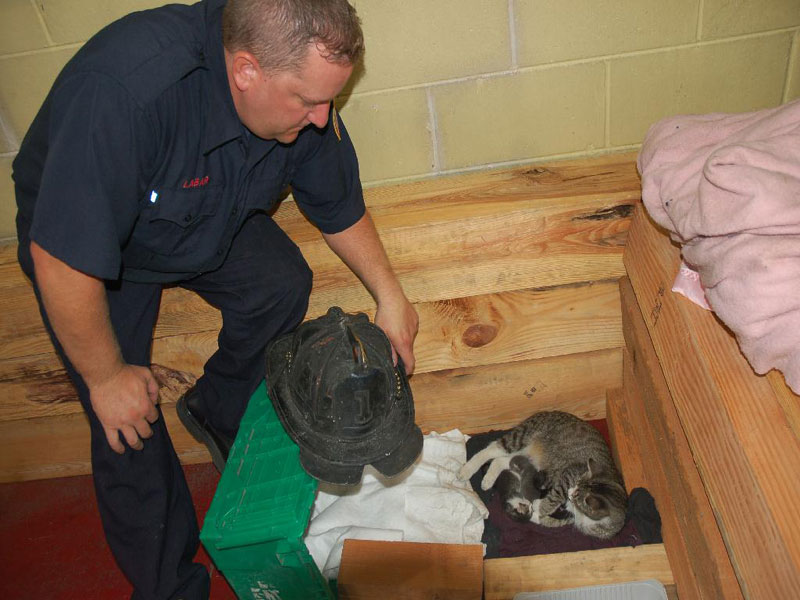 Firefighter Mike Labar of Rescue Co. 1 checking on Smokey and her new arrivals