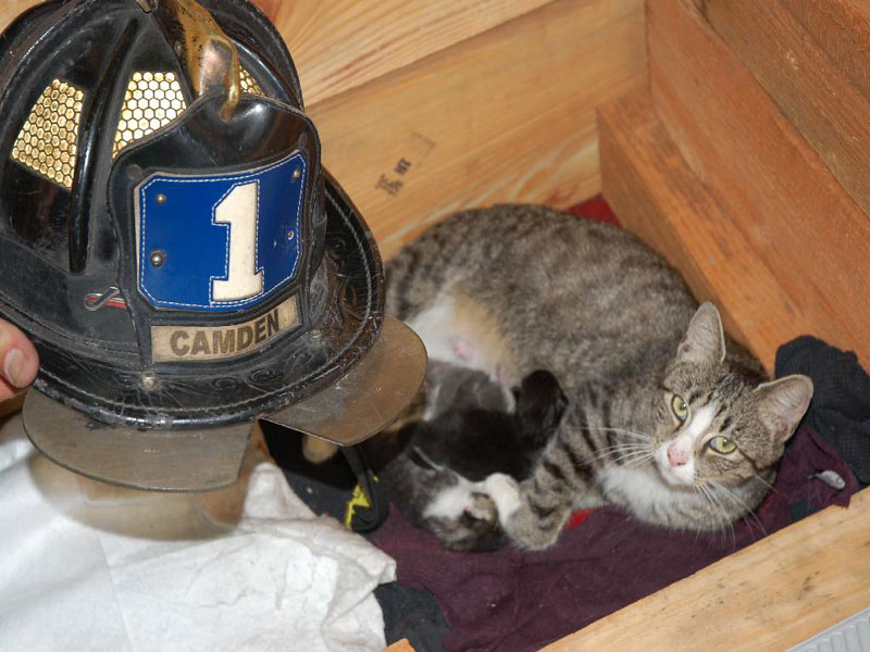 Smokey with her kittens at Rescue 1 Station in Camden NJ