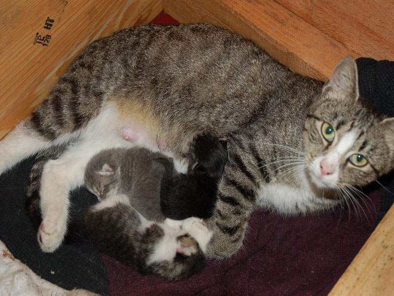 Smokey with her kittens at Rescue 1 Station in Camden NJ