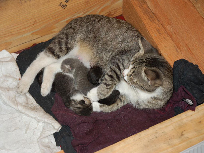 Smokey with her kittens at Rescue 1 Station in Camden NJ