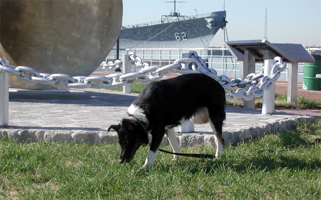 Dominic the Dog at the American Merchant Marine Memorial