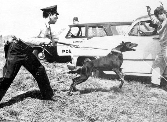 K-9 Team Making Apprehension — Ray Paradise and George Mahoney, 1962 Camden Police Department Report