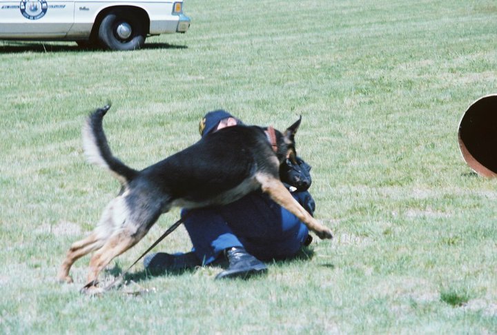 Butch getting the best of Sgt. Harry Harris