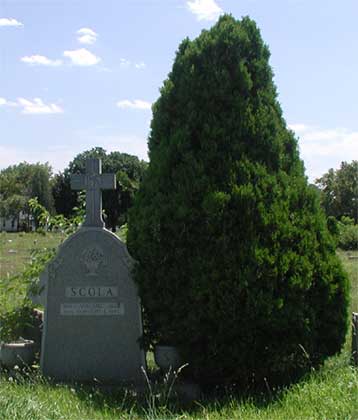 Vincent Scola grave