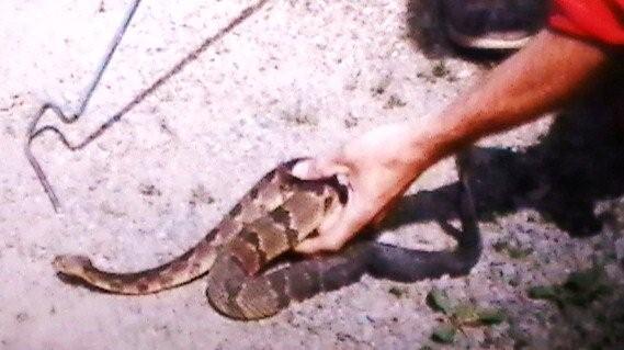 Joe Seddon with a snakestick showing no tongs