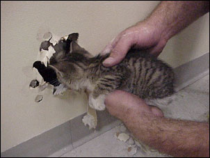 Kitten rescue — photo 1