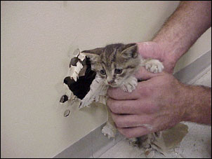 Kitten rescue — photo 2