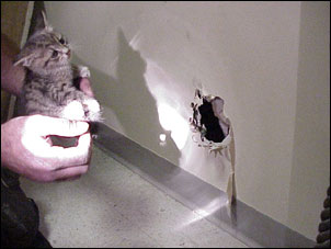 Kitten rescue — photo 4