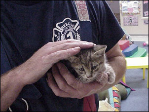 Kitten rescue — photo 5