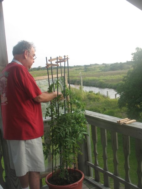 Joe Gallagher tending his tomato plants