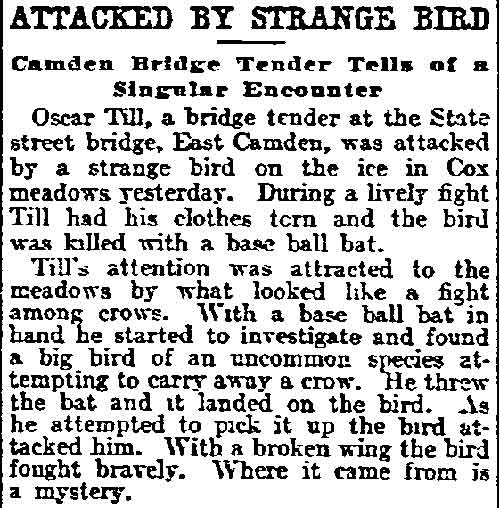 Philadelphia Inquirer, February 13, 1905 — Attacked by Strange Bird
