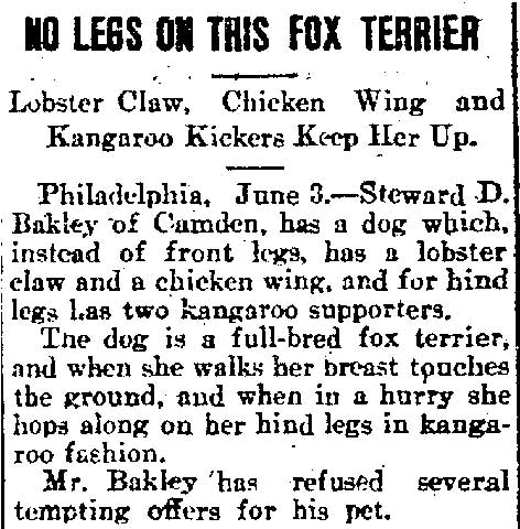 Illinois Republican, June 3, 1901 — No Legs on This Fox Terrier