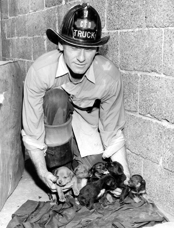 Fireman George P. Baxter displays a newborn litter of pups rescued from a working fire on Howard Street in North Camden on September 23, 1959
