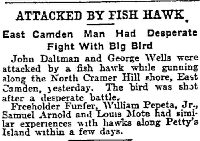 Philadelphia Inquirer September 4, 1904, attacked by fish hawk article