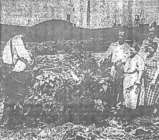 Mayor, City Aides To Confer Monday On Weed Removal — Camden Courier-Post, July 22, 1950