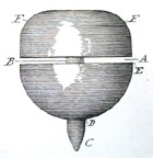 Patent No. DES 34,558 — Combination Yoyo & Top, April 11, 1901